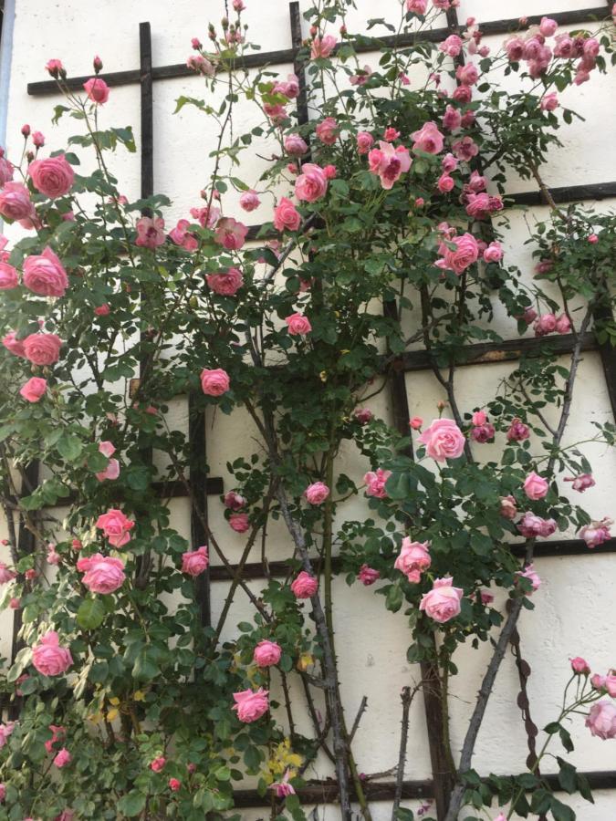 Bed and Breakfast Wengerwirt Zur Laube Weng im Gesause Exterior foto